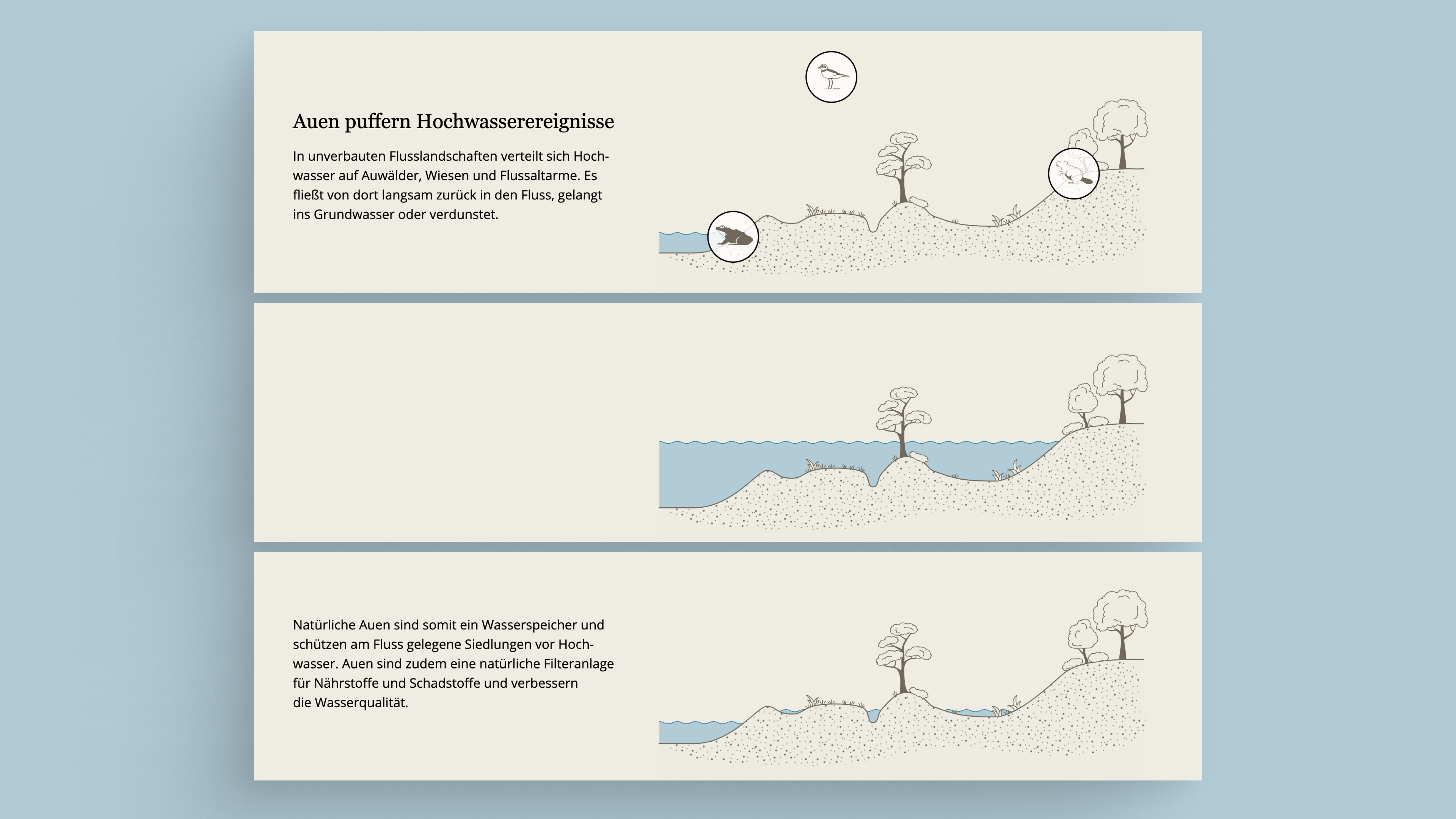 Illustration der Funktion von Auen als Wasserspeicher zur Hochwasserpufferung. Das Bild zeigt drei Diagramme. Das erste Diagramm erklärt, wie Hochwasser sich in natürlichen Flusslandschaften auf Auwälder, Wiesen und Flussarme verteilt. Das zweite Diagramm stellt dar, wie das Wasser während eines Hochwasserereignisses ansteigt. Im dritten Diagramm wird gezeigt, wie das Wasser allmählich abfließt, in den Boden sickert oder verdunstet. Der Text hebt hervor, dass Auen Siedlungen vor Hochwasser schützen und als natürliche Filter für Nährstoffe und Schadstoffe dienen.
